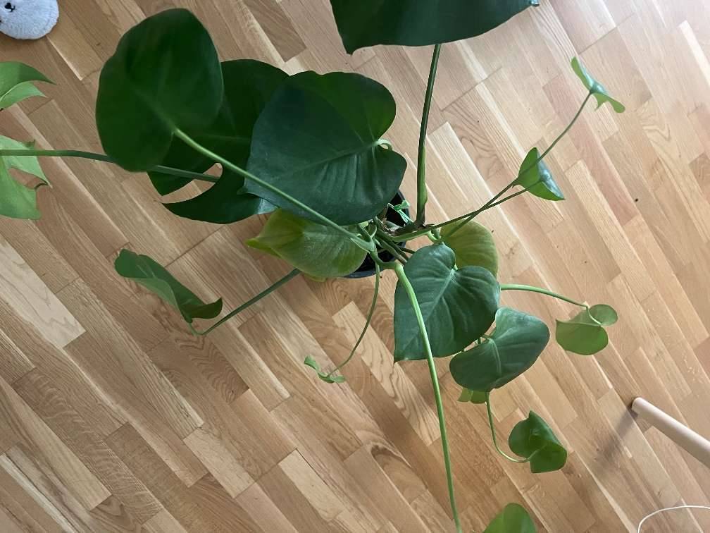Monstera Deliciosa inklusive grauer Topf von Ikea,  10,- (1050 Wien) -  willhaben