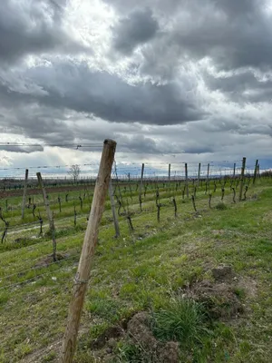 Grundstück kaufen in Neusiedl am See – 4 685 m², € 69.000 – Bild 19 von 24