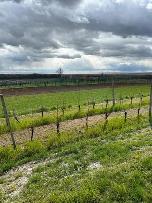 Grundstück kaufen in Neusiedl am See – 4 685 m², € 69.000 – Bild 16 von 24
