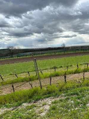 Grundstück kaufen in Neusiedl am See – 4 685 m², € 69.000 – Bild 11 von 24