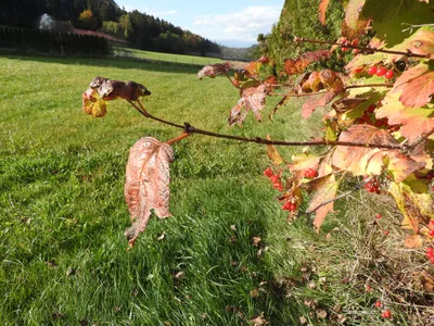 Grundstück kaufen in Wolfsberg – 1 496 m², € 142.120 – Bild 2 von 2