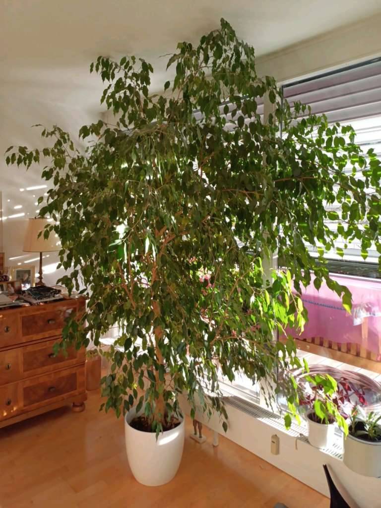 Benjamina Baum 'ficus benjamina' Birkenfeige,  159,- (6020 Innsbruck) -  willhaben