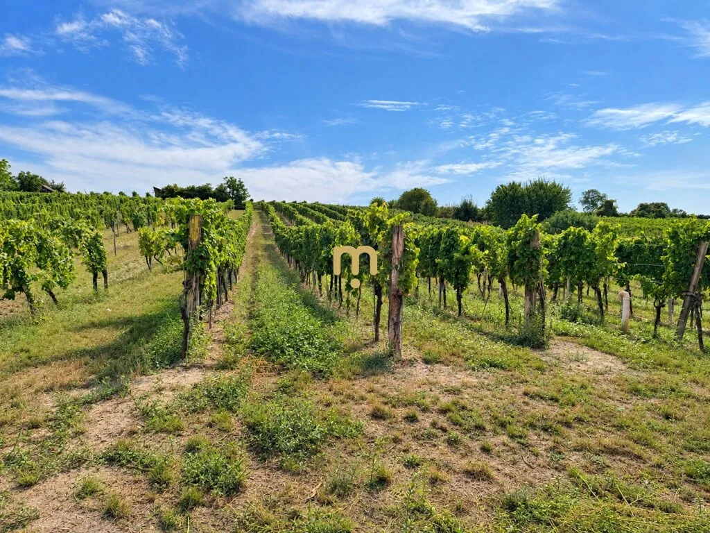 Historisches Weingut mit angrenzenden Weingärten in Furth bei Göttweig - seltene Gelegenheit zur Miete - Ansicht 3