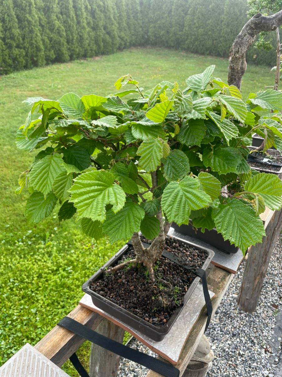 coast redwood bonsai Dawn Redwood Bonsai Tree – Bella Bonsai Nursery main image 1