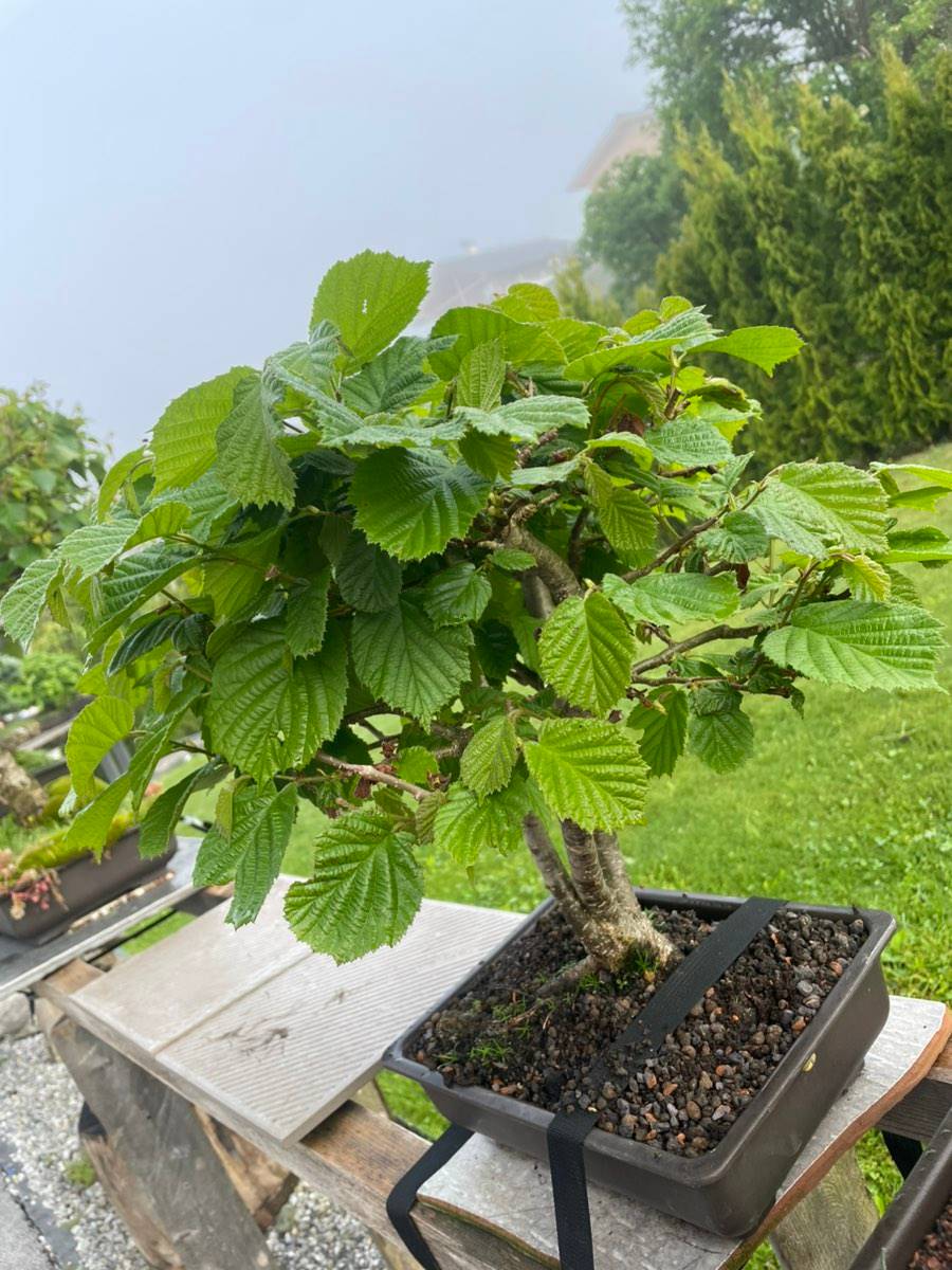 Bonsai Haselnuss,  70,- (5532 Filzmoos) - willhaben