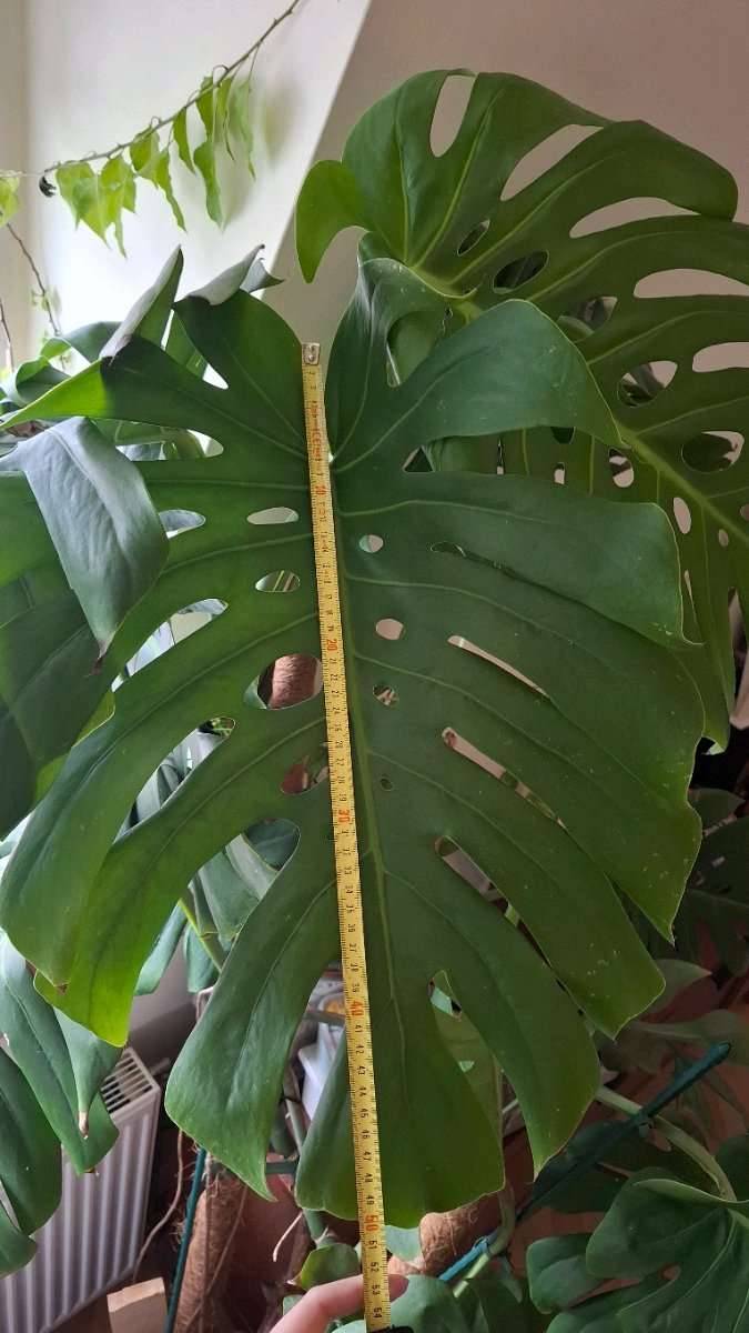 monstera sauerstoff Monstera Bulbasaur main image 0