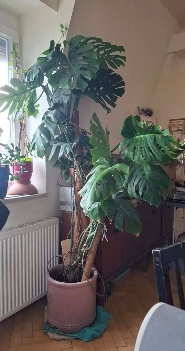 Groe Monstera Pflanze,  200,- (1130 Wien) - willhaben