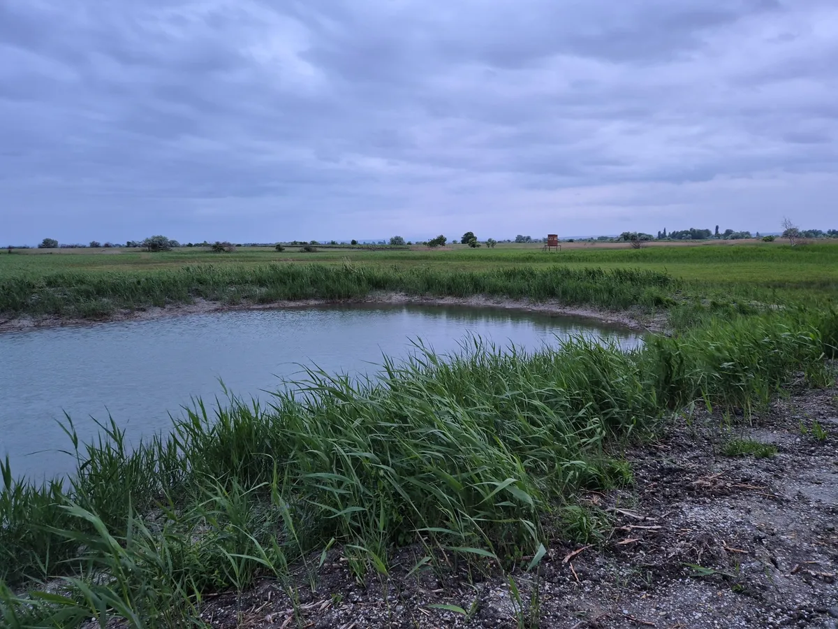 Biotop/ Teich in Illmitz zu verkaufen - Ansicht 2