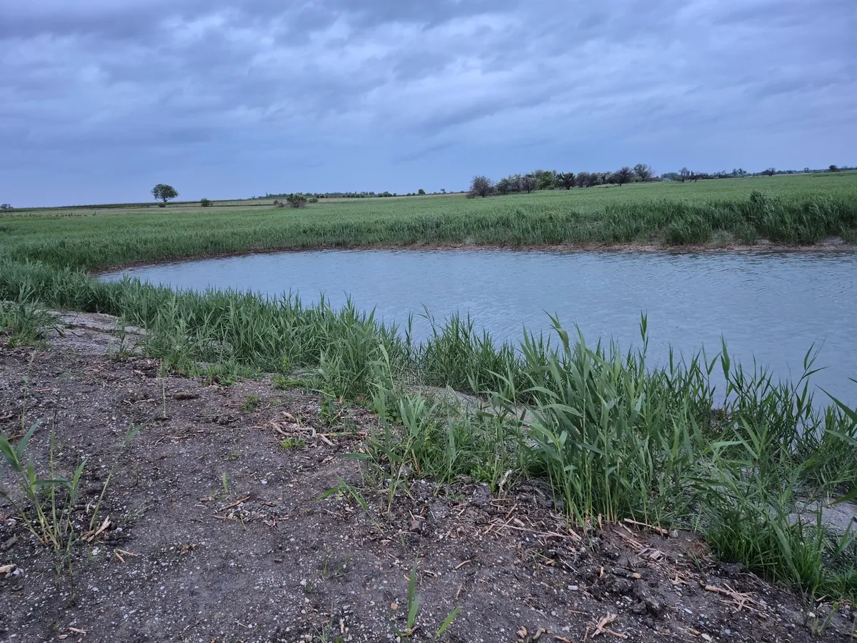 Biotop/ Teich in Illmitz zu verkaufen - Ansicht 3