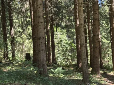 Grundstück kaufen in Sankt Veit an der Glan – 192 514 m², € 680.000 – Bild 16 von 19