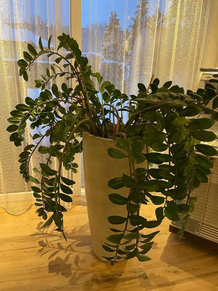 Zimmerpflanze Glcksfeder - Zamioculcas,  55,- (4616 Weikirchen) -  willhaben