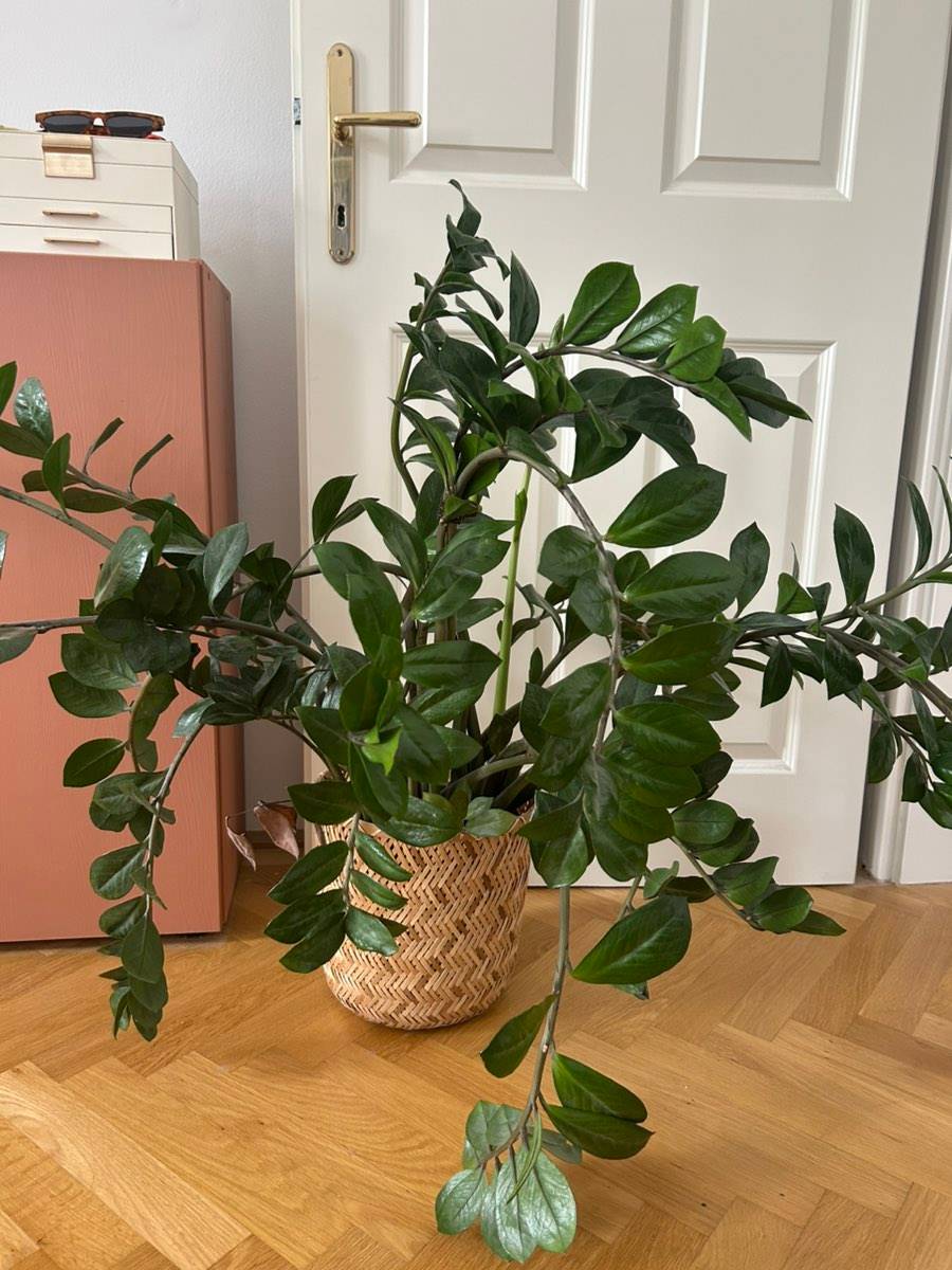 gummibaum bauhaus Gummibaum - Ficus elastica Tineke Ø:27 H:90 cm