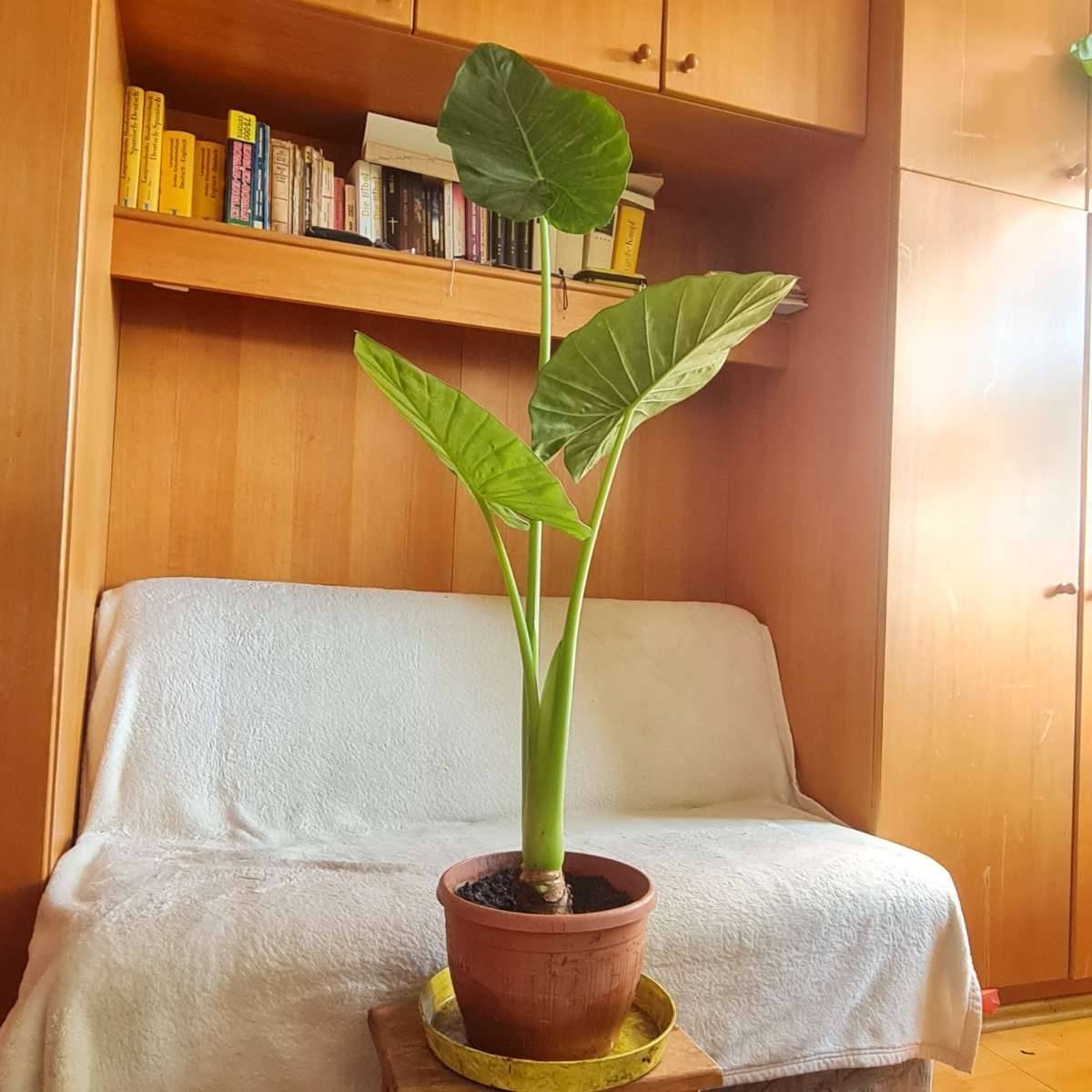 ALOCASIA Elefantenohr Gr. 120 cm VP 49 ,  49,- (1220 Wien) - willhaben