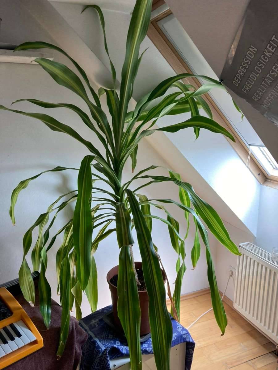 Drachenbaum Dracaena Fragrans / Zimmerpflanze / Palme,  25,- (1100 Wien) -  willhaben