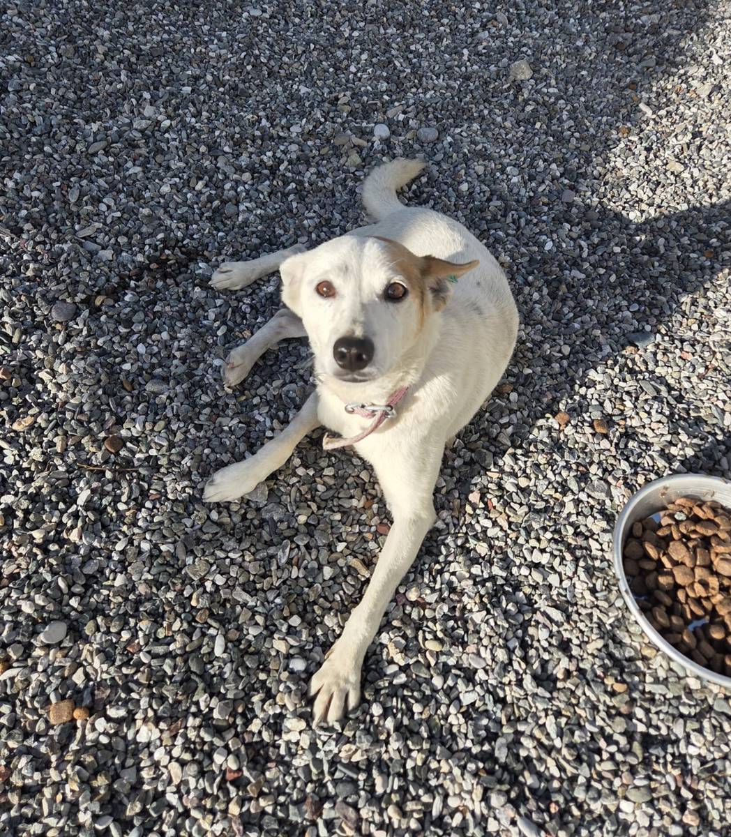 ! DRINGEND! Cloud, 4 Jahre, 45 cm, 11,5 kg