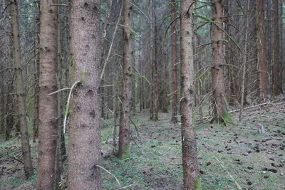 Grundstück kaufen in Spittal an der Drau – 350 000 m² – Bild 14 von 24
