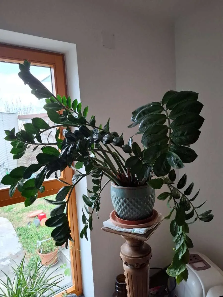 Große Glücksfeder im glasierten Tontopf, € 54,- (2301 Groß-Enzersdorf)