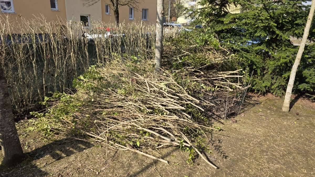 Holz & Hecke-, Liguster-Schnitt & Goldzypresse-Schnitt,  Ziergras-Schnitt(Chinagras, Chinashilf),  0,- (4061 Pasching) - willhaben