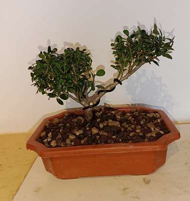 Bonsai kaufen - willhaben