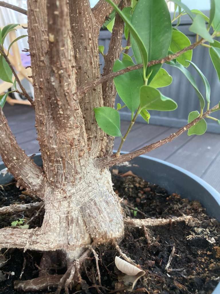 Bonsai, € 150,- (9781 Flaschberg) - willhaben