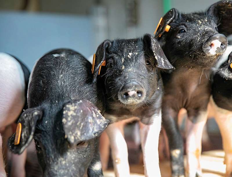 Reinrassige Duroc Ferkel, ca 27 cheapest kg