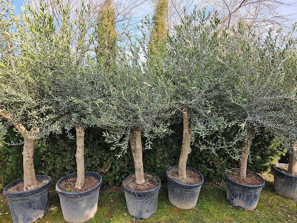 Olivenbaum frosthart,  290,- (8200 Gleisdorf) - willhaben