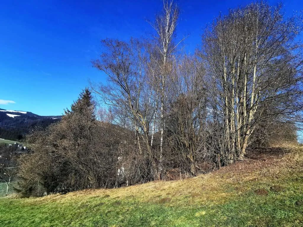 5.500m² attraktives Freiland direkt anschließend an gewidmetes Bauland - Ansicht 3