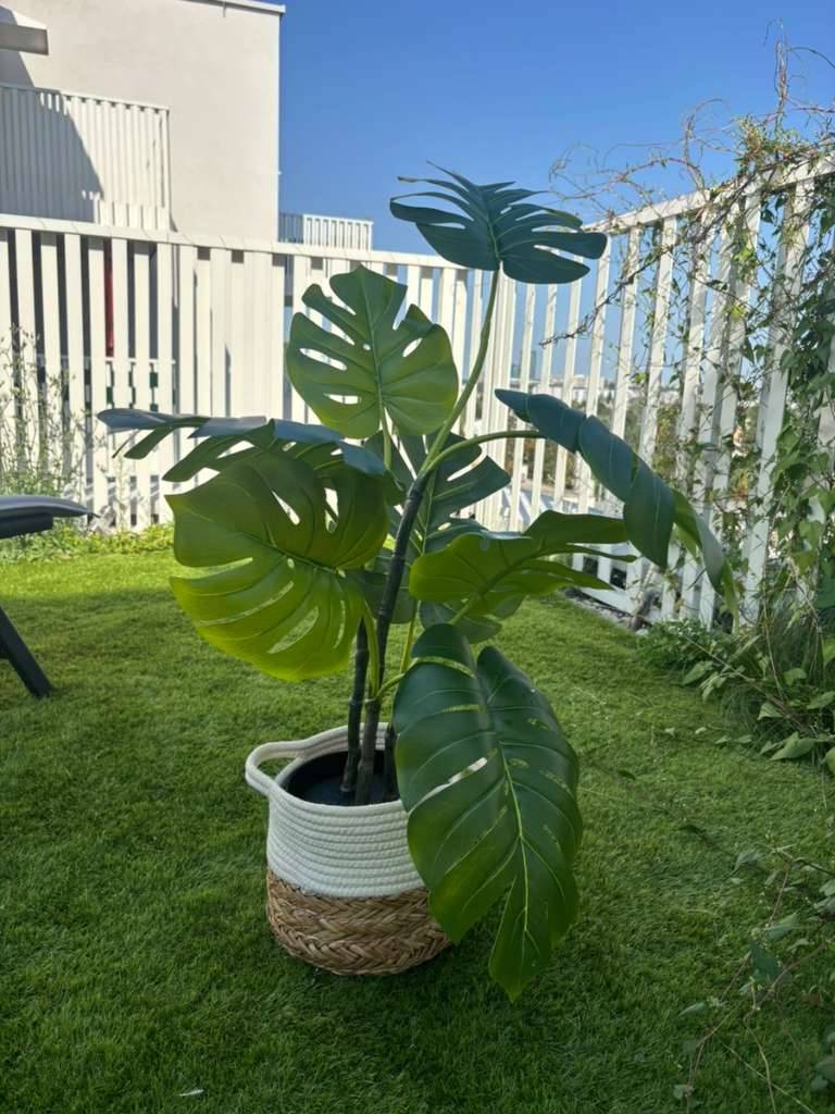 Monstera Ikea Pflanze,  20,- (1230 Wien) - willhaben