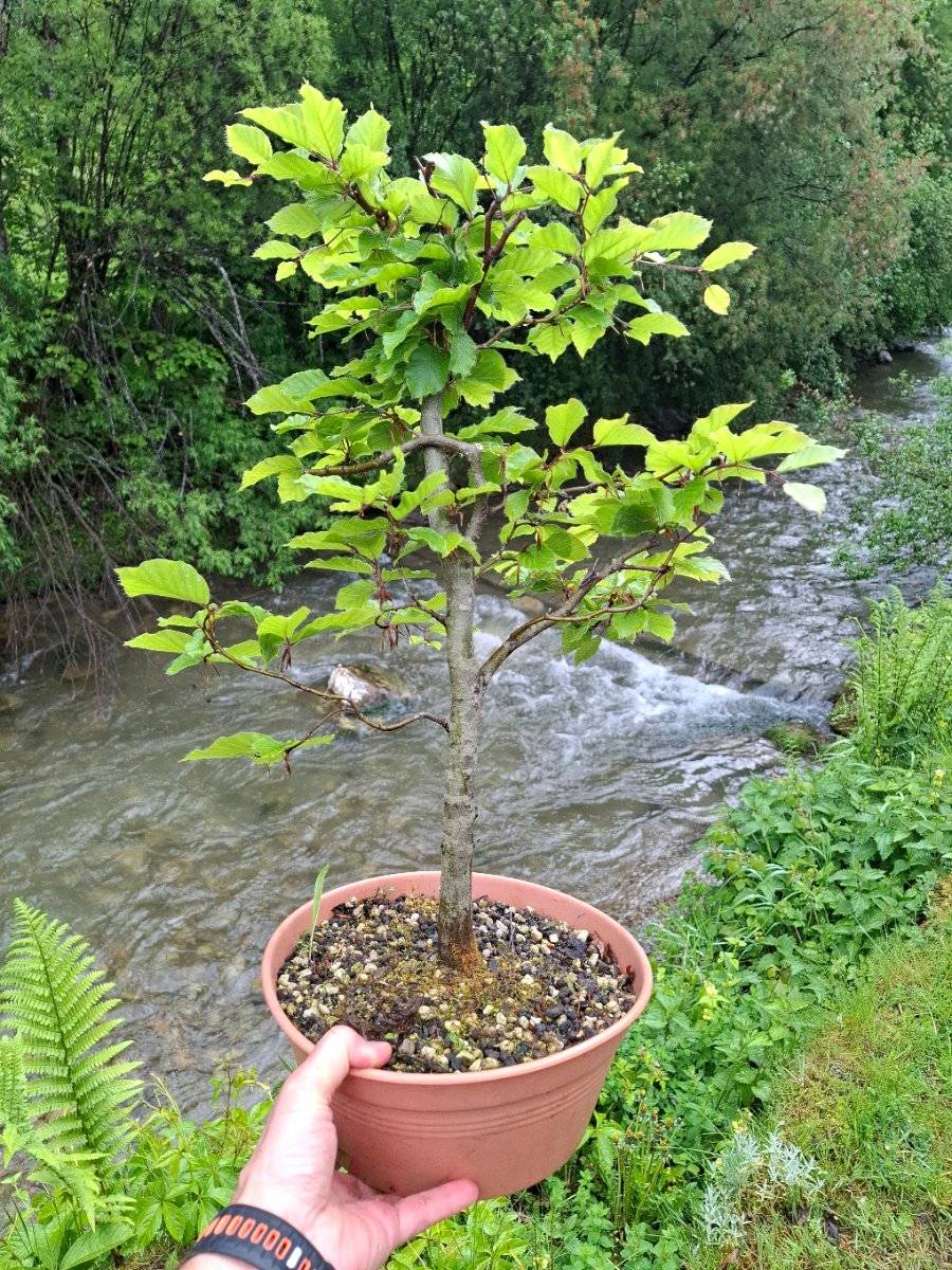 Buche Pre - Bonsai. Ca 45 cm hoch.,  49,- (5500 Pham) - willhaben
