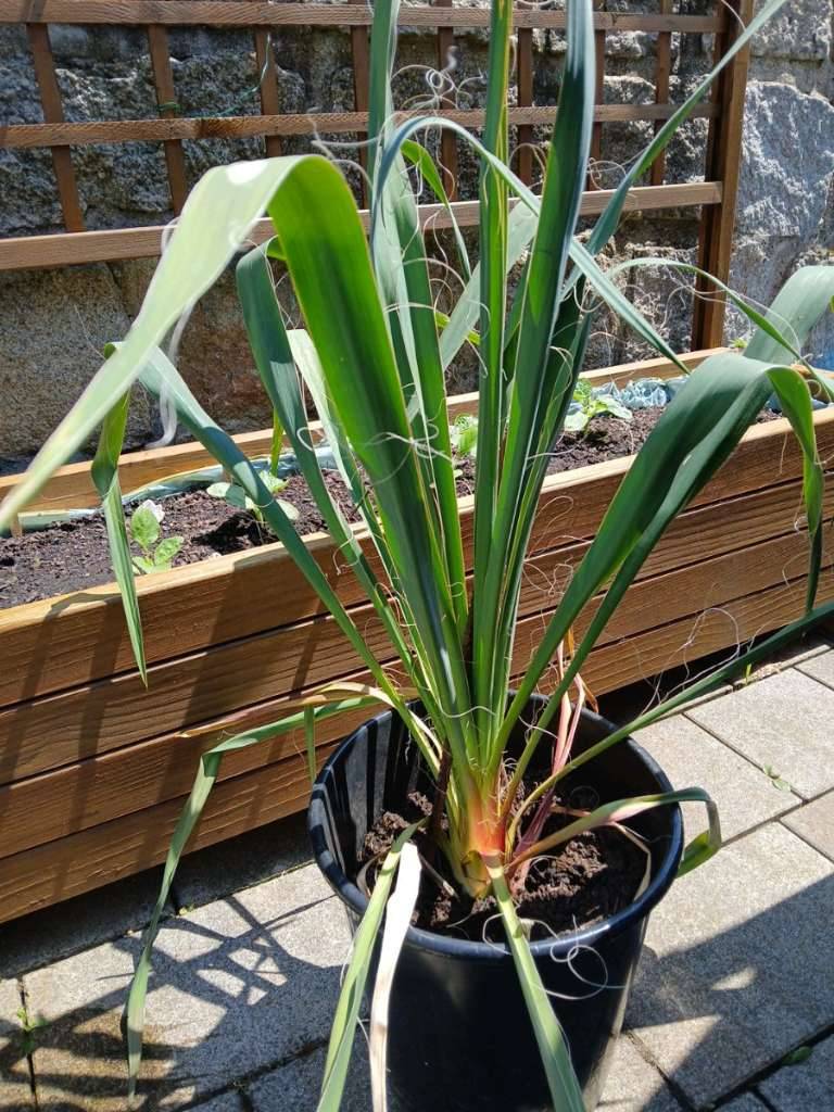 Yucca Palme winterhart Palmlilie,  9,- (3861 Eggern) - willhaben