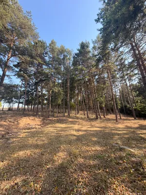 Grundstück kaufen in Korneuburg – 5 600 m² – Bild 4 von 5