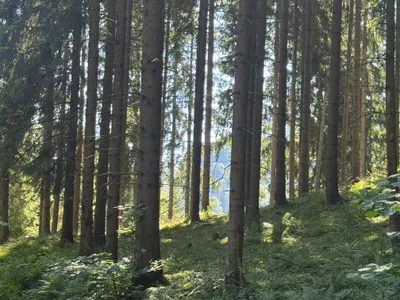 Grundstück kaufen in Sankt Veit an der Glan – 272 555 m², € 650.000 – Bild 11 von 17
