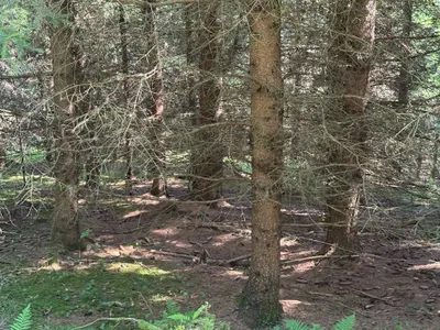 Grundstück kaufen in Sankt Veit an der Glan – 272 555 m², € 650.000 – Bild 13 von 17