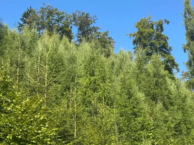 Grundstück kaufen in Sankt Veit an der Glan – 272 555 m², € 650.000 – Bild 10 von 17