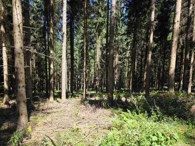 Grundstück kaufen in Rohrbach – 15 000 m² – Bild 8 von 59