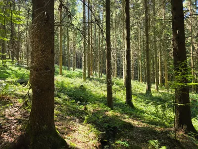 Grundstück kaufen in Rohrbach – 15 000 m² – Bild 36 von 59