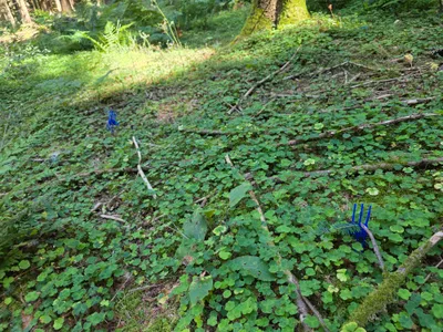 Grundstück kaufen in Rohrbach – 15 000 m² – Bild 3 von 59