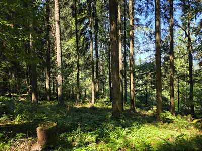 Grundstück kaufen in Rohrbach – 15 000 m² – Bild 41 von 59