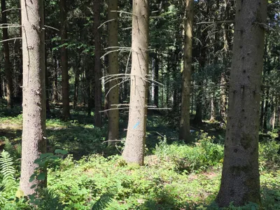 Grundstück kaufen in Rohrbach – 15 000 m² – Bild 50 von 59