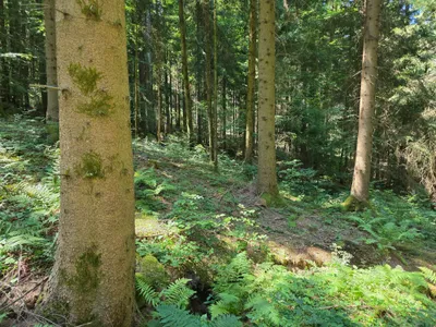 Grundstück kaufen in Rohrbach – 15 000 m² – Bild 44 von 59