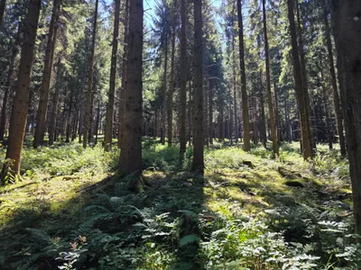 Grundstück kaufen in Rohrbach – 15 000 m² – Bild 42 von 59