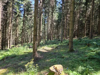 Grundstück kaufen in Rohrbach – 15 000 m² – Bild 7 von 59