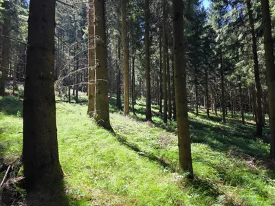 Grundstück kaufen in Rohrbach – 15 000 m² – Bild 31 von 59