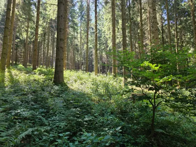 Grundstück kaufen in Rohrbach – 15 000 m² – Bild 39 von 59