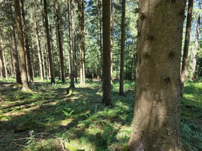Grundstück kaufen in Rohrbach – 15 000 m² – Bild 24 von 59