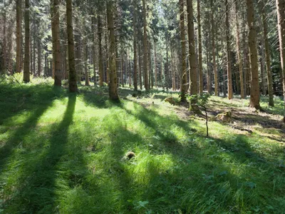 Grundstück kaufen in Rohrbach – 15 000 m² – Bild 52 von 59