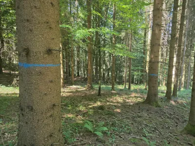 Grundstück kaufen in Rohrbach – 15 000 m² – Bild 56 von 59