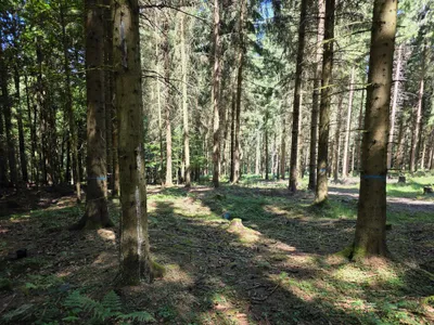 Grundstück kaufen in Rohrbach – 15 000 m² – Bild 6 von 59