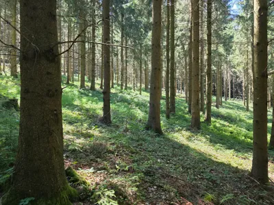 Grundstück kaufen in Rohrbach – 15 000 m² – Bild 32 von 59