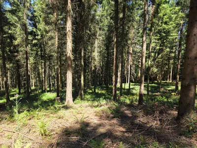 Grundstück kaufen in Rohrbach – 15 000 m² – Bild 19 von 59